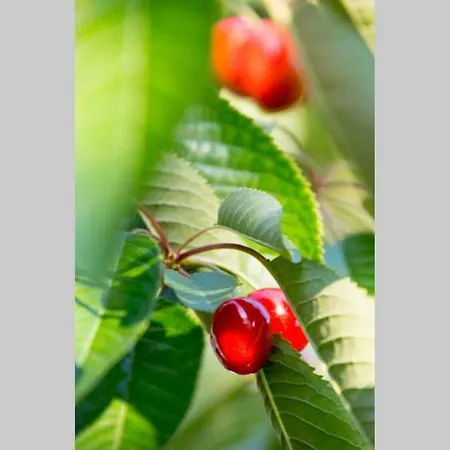 Ferienhaus Caloroczny Nad Morzem Baltica