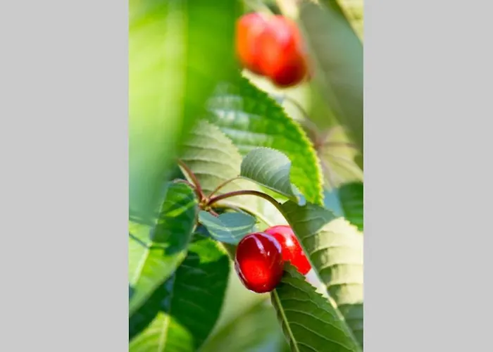 Semesterbostad Caloroczny Nad Morzem Baltica